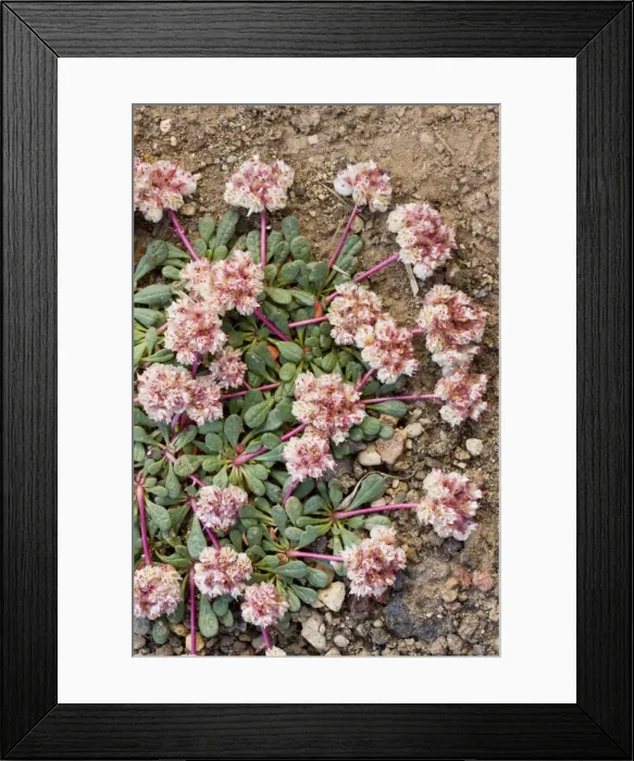 Framed Print : Pussypaws (Calyptridium umbellatum) - alpine flower - near Sisters, Cascade Mountains, Oregon Framed Print : Pussypaws (Calyptridium umbellatum) - alpine flower - near Sisters, Cascade Mountains, Oregon