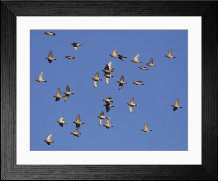 Framed Print : Waxwing - flock in flight - Oxon - UK - January Framed Print : Waxwing - flock in flight - Oxon - UK - January