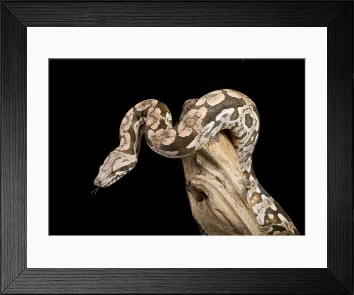 Framed Print : Dumeril's Boa - Madagascar Framed Print : Dumeril's Boa - Madagascar