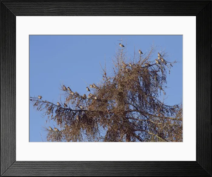 Framed Print : Waxwings - flock perched in tree top - Oxon - UK - January