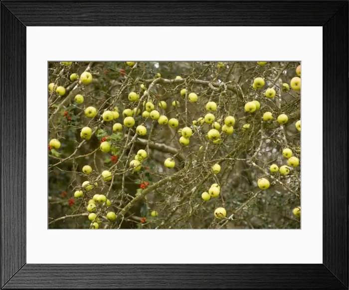 Framed Print : Crab apples in autumn Framed Print : Crab apples in autumn
