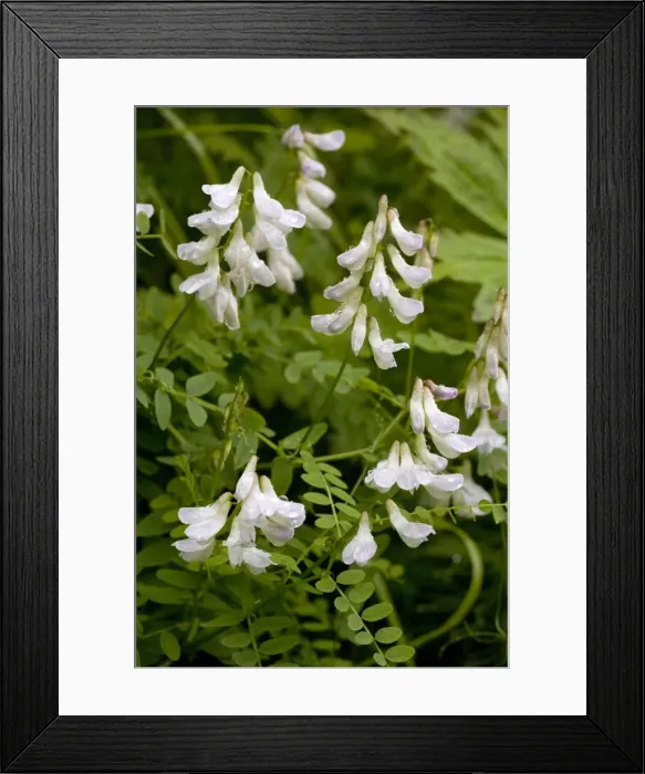 Framed Print : Wood vetch (Vicia sylvatica) in flower. Uncommon UK plant Framed Print : Wood vetch (Vicia sylvatica) in flower. Uncommon UK plant