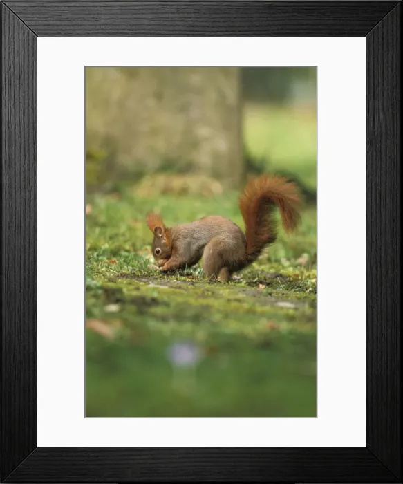 Framed Print : Red squirrel - digging Framed Print : Red squirrel - digging