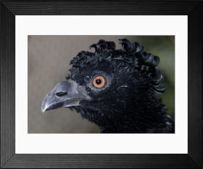 Framed Print : Bare-Faced Curassow Framed Print : Bare-Faced Curassow
