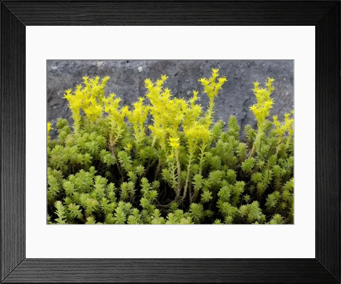 Framed Print : Tasteless stonecrop (Sedum sexangulare). C. Europe Framed Print : Tasteless stonecrop (Sedum sexangulare). C. Europe