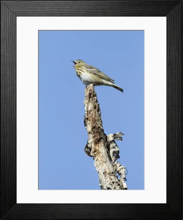 Framed Print : Tree Pipit - singing from dead tree stem- Lower Saxony - Germany