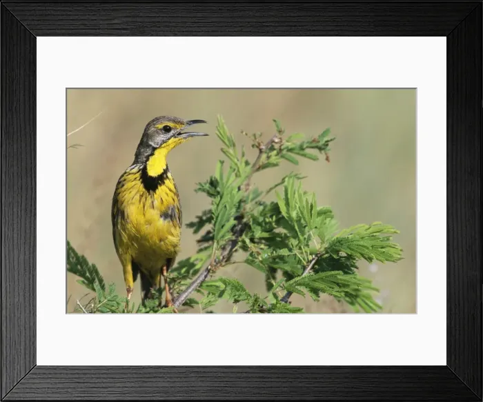 Framed Print : Yellowthroated Longclaw - Kruger National Park, South Africa Framed Print : Yellowthroated Longclaw - Kruger National Park, South Africa
