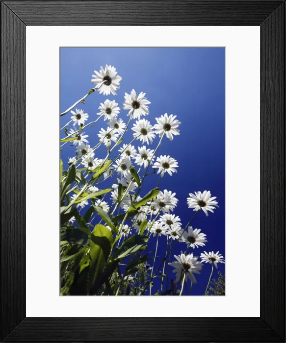 Framed Print : Ox Eye Daisy - flowers against a blue sky - Lower Saxony - Germany Framed Print : Ox Eye Daisy - flowers against a blue sky - Lower Saxony - Germany
