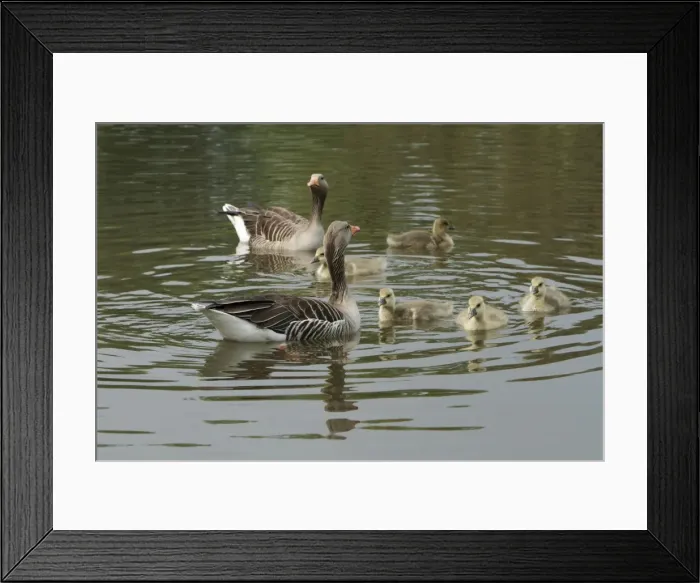 Framed Print : Greylag Goose - Parents with goslings on lake - Hessen - Germany Framed Print : Greylag Goose - Parents with goslings on lake - Hessen - Germany