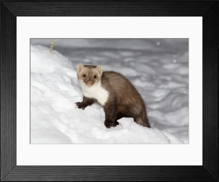 Framed Print : Beech / Stone Marten - in snow covered garden - Lower Saxony - Germany Framed Print : Beech / Stone Marten - in snow covered garden - Lower Saxony - Germany