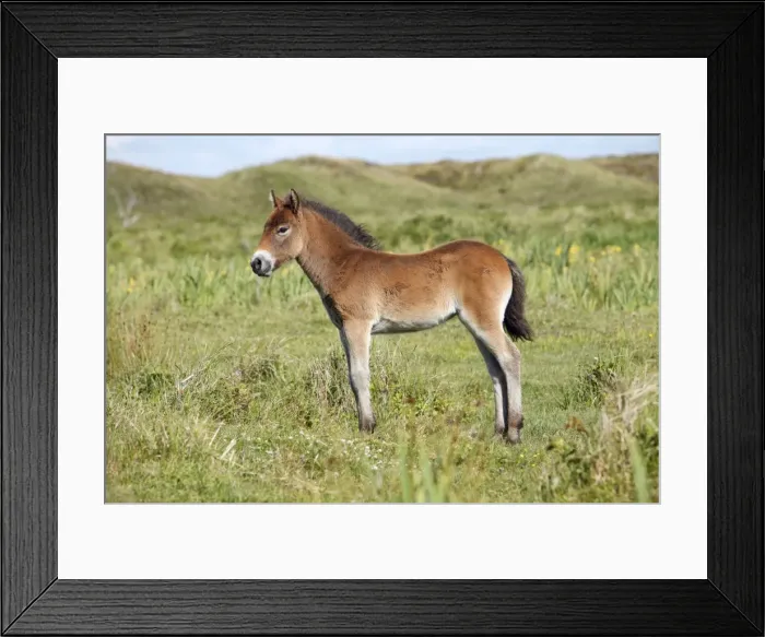 Framed Print : Exmoor Pony - foal resting, De Bollekamer sand dune NP, Island of Texel, Holland Framed Print : Exmoor Pony - foal resting, De Bollekamer sand dune NP, Island of Texel, Holland