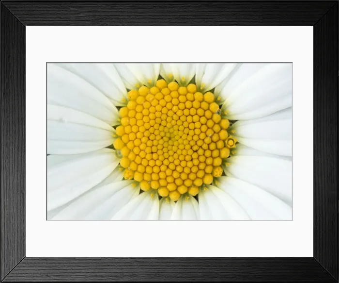 Framed Print : Oxeye Daisy Framed Print : Oxeye Daisy
