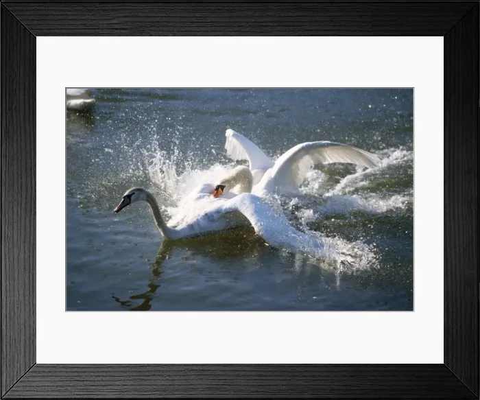 Framed Print : Mute Swan - territorial male fighting off intruder Framed Print : Mute Swan - territorial male fighting off intruder