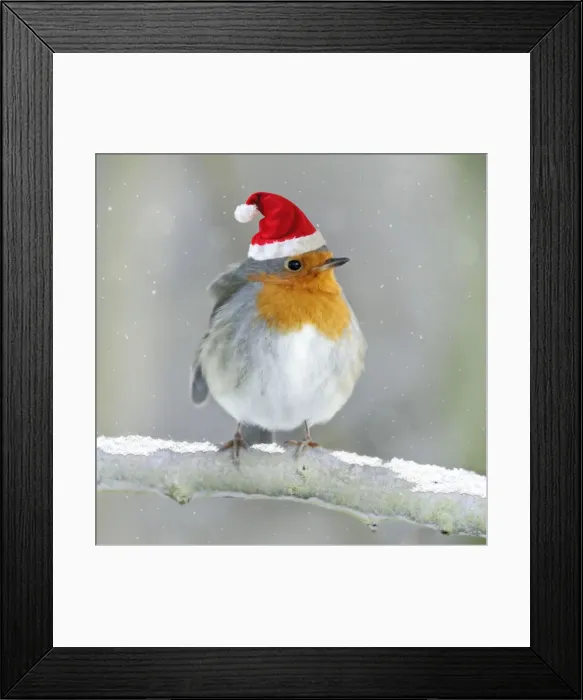 Framed Print : Robin - perched on branch in snow wearing CHristmas hat Digital Manipulation: Hat SG Framed Print : Robin - perched on branch in snow wearing CHristmas hat Digital Manipulation: Hat SG