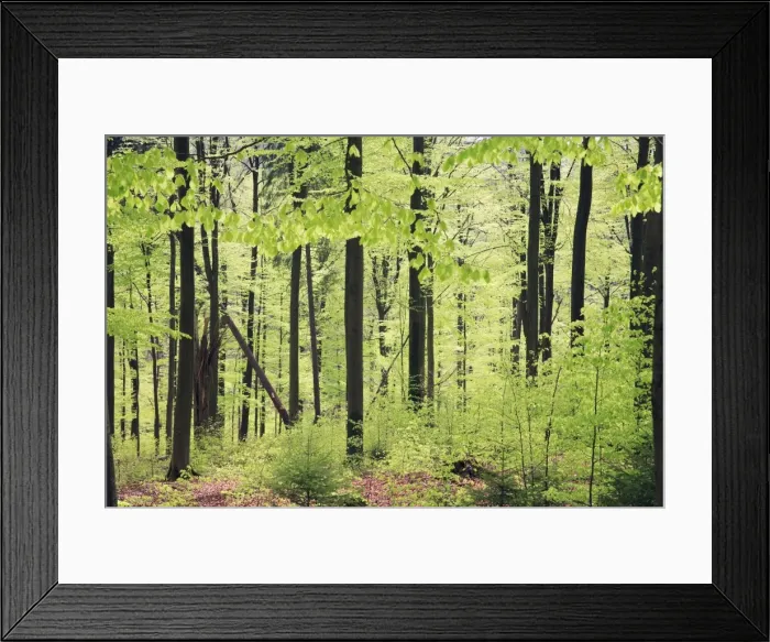 Framed Print : Beech Woodland - in spring, Lower Saxony, Germany Framed Print : Beech Woodland - in spring, Lower Saxony, Germany