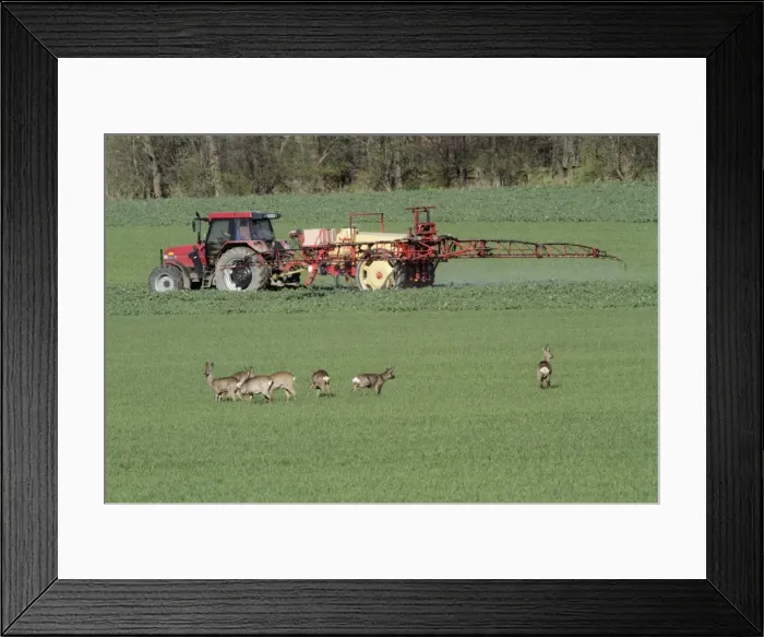 Framed Print : Roe Deer - group / bevy watching spraying maschine on arable land - Lower Saxony - Germany Framed Print : Roe Deer - group / bevy watching spraying maschine on arable land - Lower Saxony - Germany