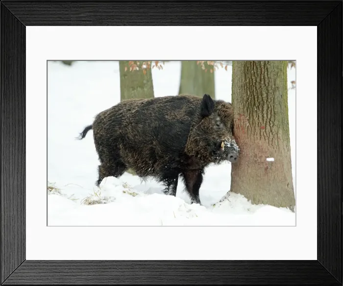 Framed Print : European Wild Pig / Boar - male scratching head against tree stem - in snow covered forest - Hessen - Germany Framed Print : European Wild Pig / Boar - male scratching head against tree stem - in snow covered forest - Hessen - Germany