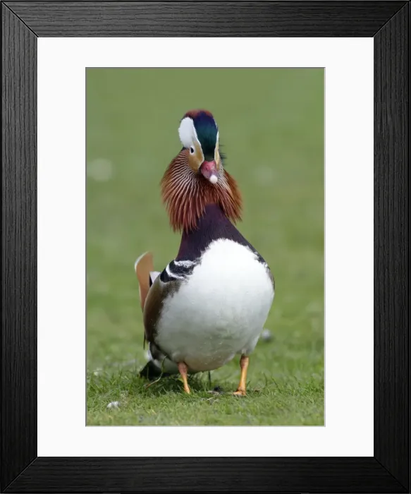 Framed Print : Mandarin Duck - drake displaying to duck during breeding season - Hessen - Germany Framed Print : Mandarin Duck - drake displaying to duck during breeding season - Hessen - Germany