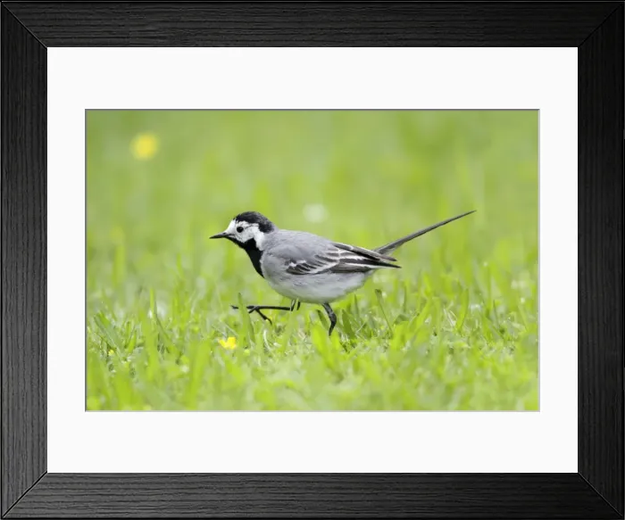 Framed Print : Pied / White Wagtail - searching for food on garden lawn - Lower Saxony - Germany Framed Print : Pied / White Wagtail - searching for food on garden lawn - Lower Saxony - Germany