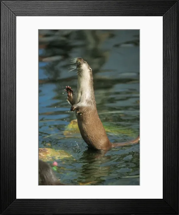 Framed Print : European Otter - standing in water Framed Print : European Otter - standing in water