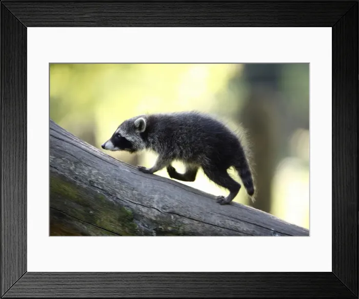 Framed Print : Raccoon - baby animal running up branch - Hessen - Germany Framed Print : Raccoon - baby animal running up branch - Hessen - Germany