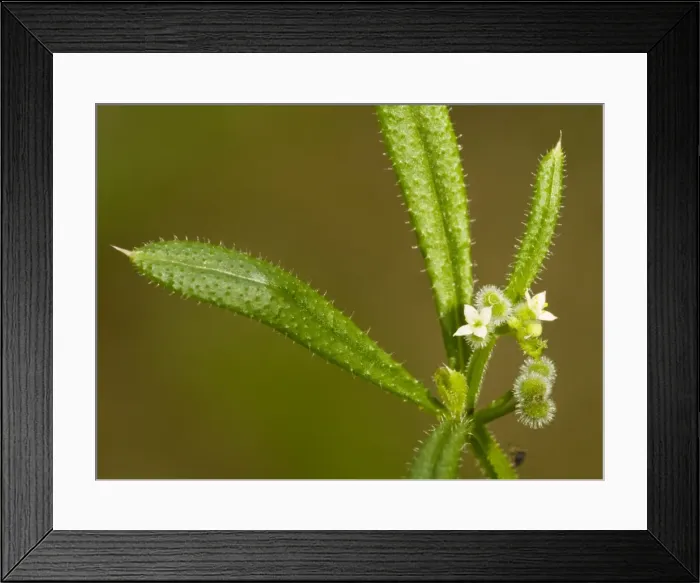Framed Print : Goose grass or cleavers (Galium aparine), with flowers and developing sticky fruit. Dorset Framed Print : Goose grass or cleavers (Galium aparine), with flowers and developing sticky fruit. Dorset