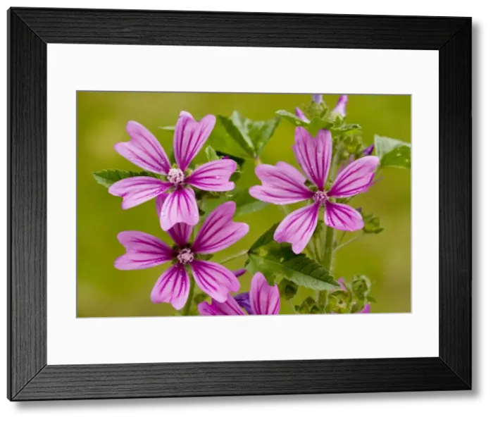 Framed Print : Common Mallow (Malva sylvestris) in flower. Common wild plant, also grown in gardens. Dorset Framed Print : Common Mallow (Malva sylvestris) in flower. Common wild plant, also grown in gardens. Dorset