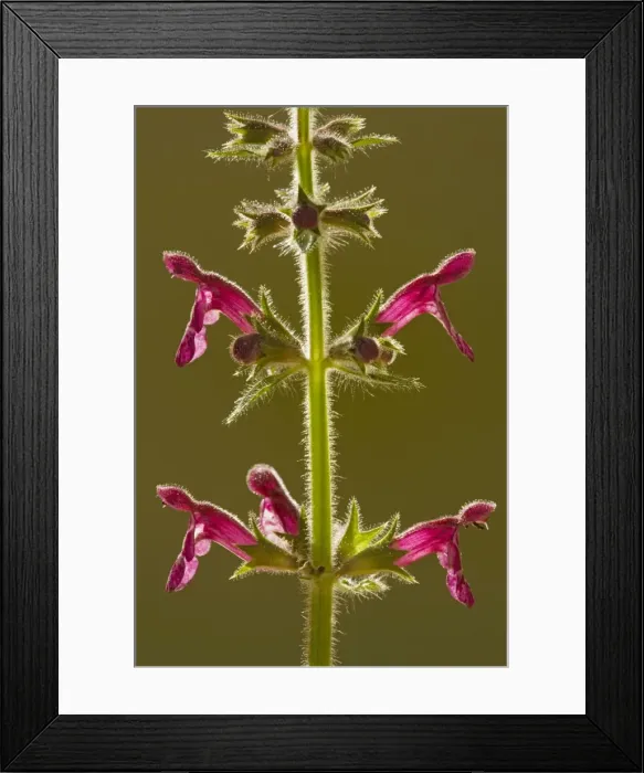 Framed Print : Hedge Woundwort (Stachys sylvatica), against the light. Dorset Framed Print : Hedge Woundwort (Stachys sylvatica), against the light. Dorset