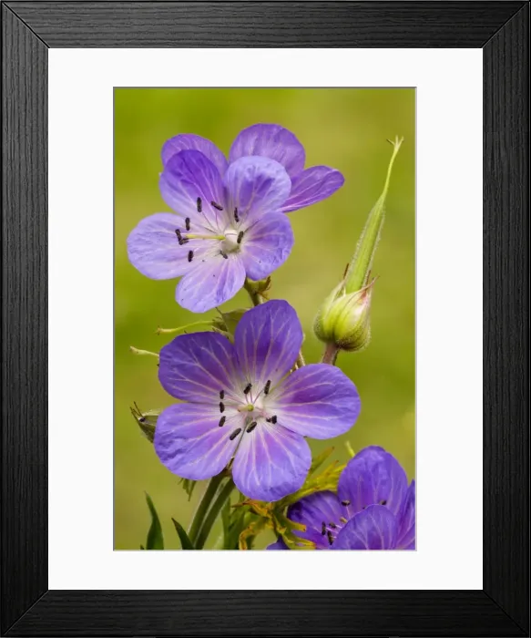 Framed Print : Meadow Cranesbill (Geranium pratense); beautiful wild plant, also used as garden flower. Gloucs Framed Print : Meadow Cranesbill (Geranium pratense); beautiful wild plant, also used as garden flower. Gloucs