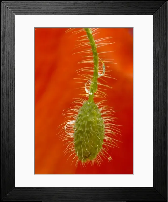 Framed Print : Field Poppy (Papaver rhoeas) bud, after rain. Common arable and cornfield weed. Dorset Framed Print : Field Poppy (Papaver rhoeas) bud, after rain. Common arable and cornfield weed. Dorset