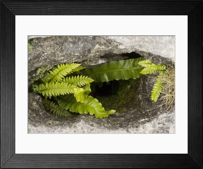 Framed Print : Ferns growing in a gryke (crevice) in limestone pavement. Carboniferous limestone. Gait Barrows, Cumbria Framed Print : Ferns growing in a gryke (crevice) in limestone pavement. Carboniferous limestone. Gait Barrows, Cumbria