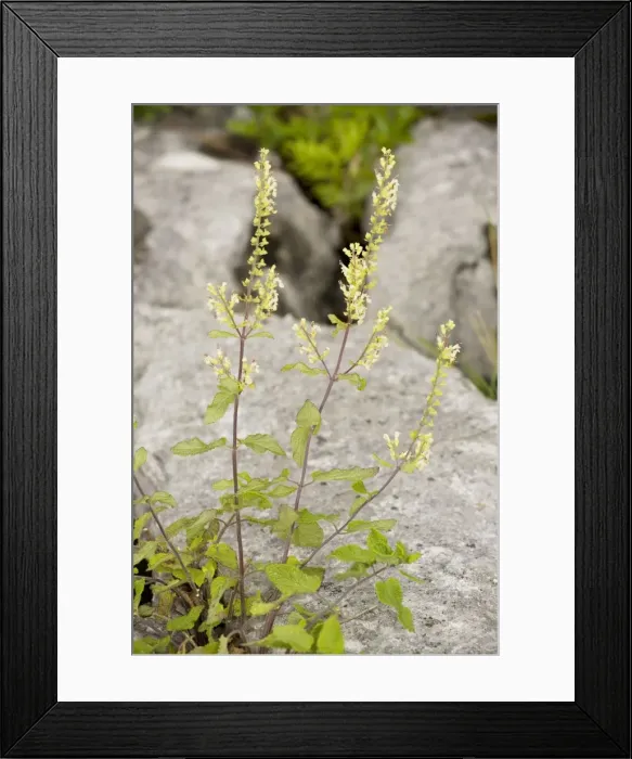 Framed Print : Wood Sage (Teucrium scorodonia) in flower, on limestone pavement, Cumbria Framed Print : Wood Sage (Teucrium scorodonia) in flower, on limestone pavement, Cumbria