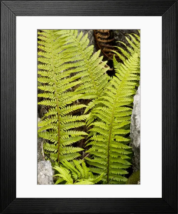 Framed Print : Hard Shield fern (Polystichum aculeatum) growing in a gryke in limestone pavement. Gait Barrows NNR, Cumbria Framed Print : Hard Shield fern (Polystichum aculeatum) growing in a gryke in limestone pavement. Gait Barrows NNR, Cumbria