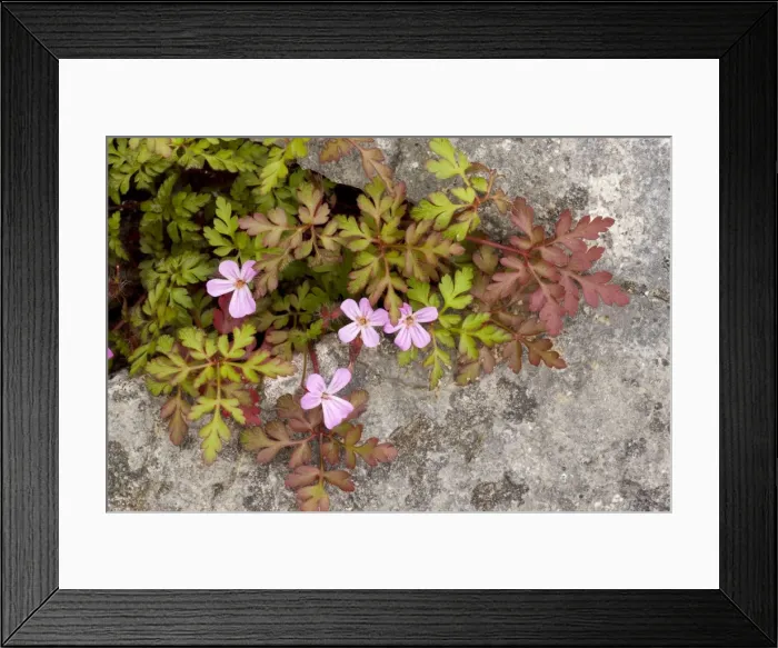 Framed Print : Herb Robert (Geranium robertianum) growing in a crevice in limestone pavement, Cumbria Framed Print : Herb Robert (Geranium robertianum) growing in a crevice in limestone pavement, Cumbria