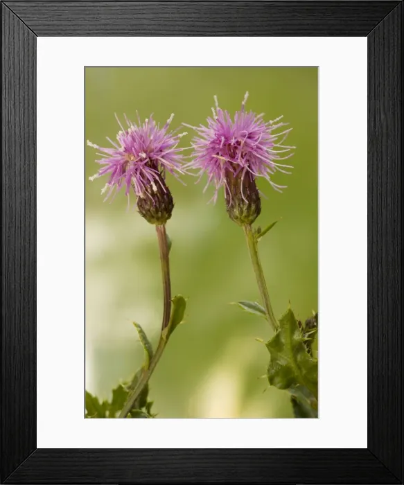 Framed Print : Creeping thistle (Cirsium arvense) in flower. Widespread weed. Dorset Framed Print : Creeping thistle (Cirsium arvense) in flower. Widespread weed. Dorset