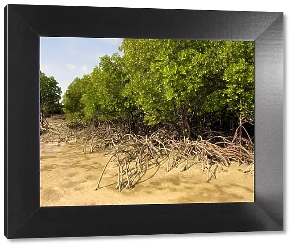 A fine example of mangrove trees with their roots protuding above the sand. At high tide these roots are under water - Cape York. Northern Australia