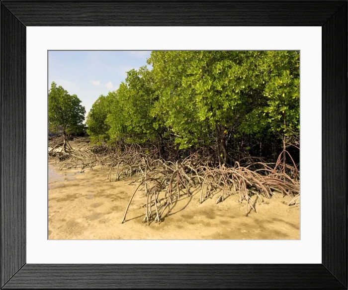 Framed Print : A fine example of mangrove trees with their roots protuding above the sand. At high tide these roots are under water - Cape York. Northern Australia Framed Print : A fine example of mangrove trees with their roots protuding above the sand. At high tide these roots are under water - Cape York. Northern Australia