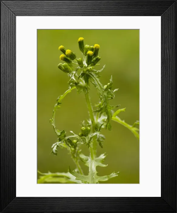 Framed Print : Groundsel (Senecio vulgaris) in flower; common annual weed. Dorset Framed Print : Groundsel (Senecio vulgaris) in flower; common annual weed. Dorset