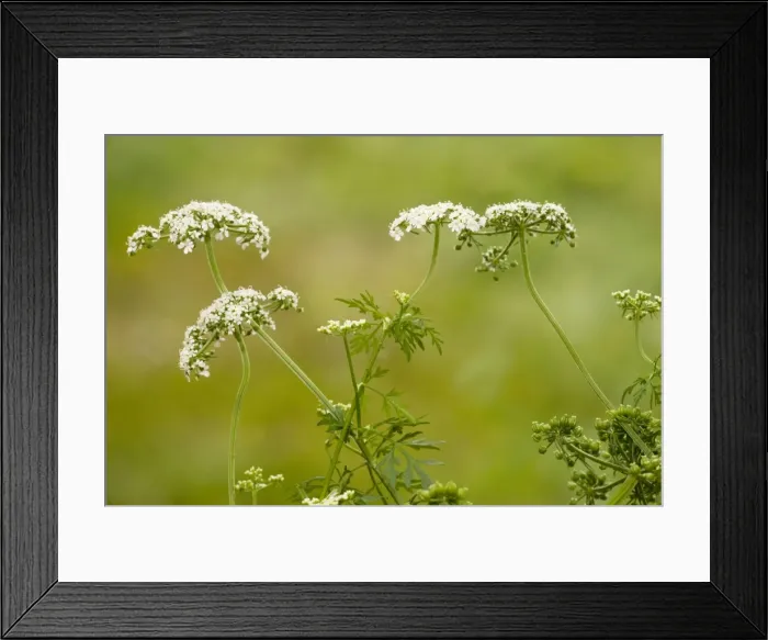 Framed Print : Fool's Parsley Aethusa cynapium. Common garden weed. Poisonous. Dorset Framed Print : Fool's Parsley Aethusa cynapium. Common garden weed. Poisonous. Dorset