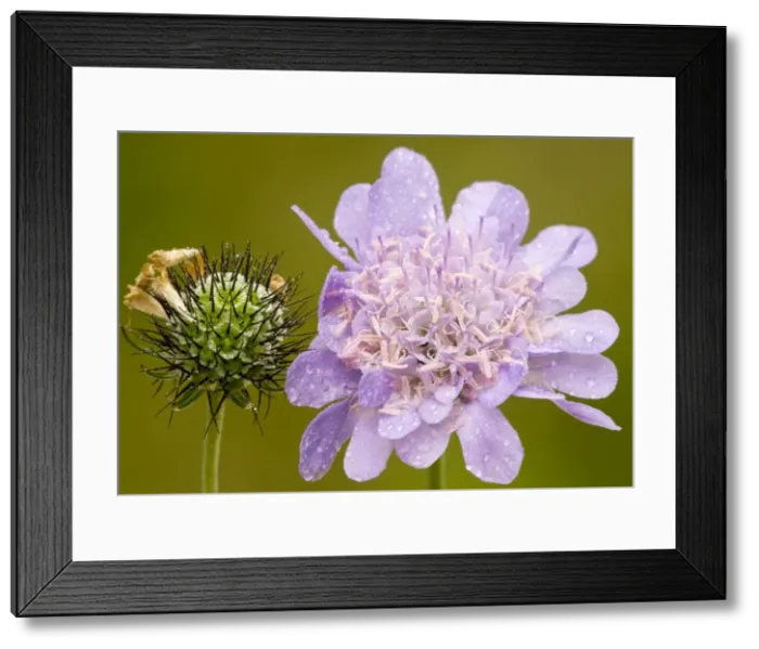 Framed Print : Small Scabious, or Dove's foot scabious (Scabiosa columbaria) in flower and fruit. Chalk downland, Hants Framed Print : Small Scabious, or Dove's foot scabious (Scabiosa columbaria) in flower and fruit. Chalk downland, Hants