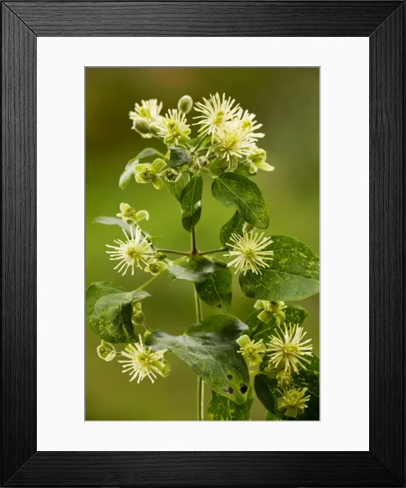 Framed Print : Traveller's-joy or Old man's beard ( Clematis vitalba) in flower; Dorset Framed Print : Traveller's-joy or Old man's beard ( Clematis vitalba) in flower; Dorset