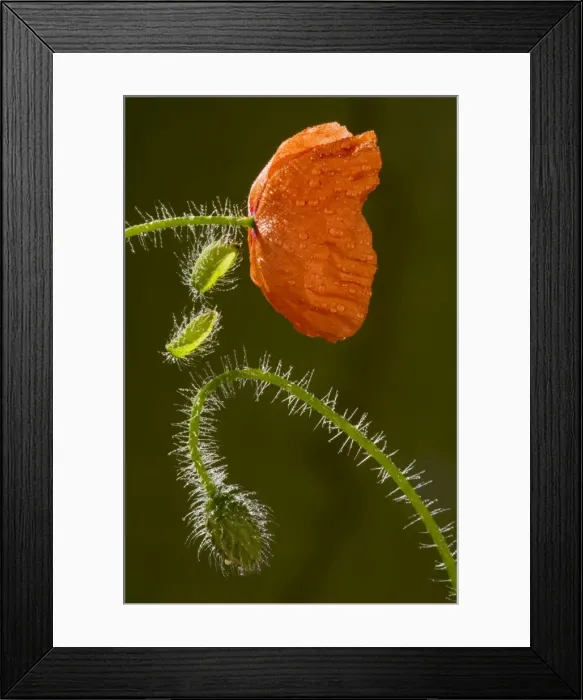 Framed Print : Common Poppy or Field Poppy (Papaver rhoeas) flower and bud, after rain. Cornfield, Dorset Framed Print : Common Poppy or Field Poppy (Papaver rhoeas) flower and bud, after rain. Cornfield, Dorset