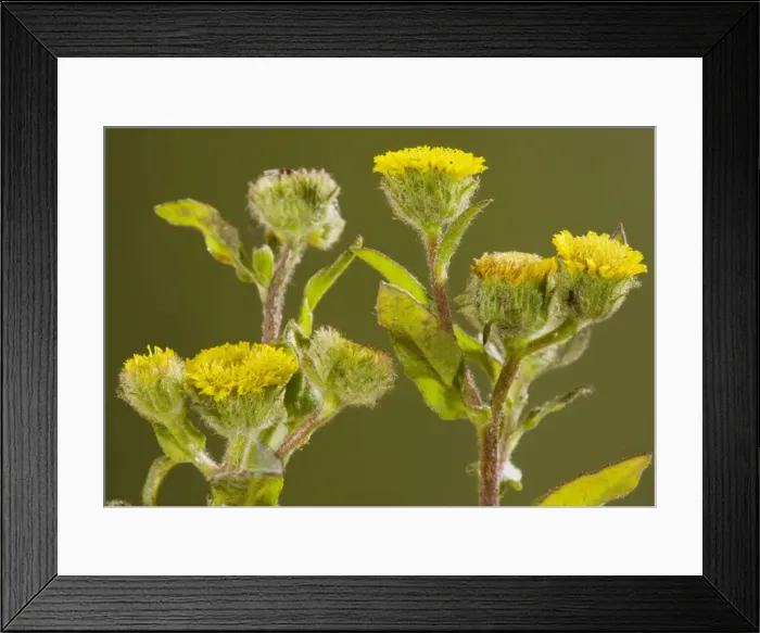 Framed Print : Small fleabane (Pulicaria vulgaris) - very rare plant of grazed grassland in the New Forest, Hants Framed Print : Small fleabane (Pulicaria vulgaris) - very rare plant of grazed grassland in the New Forest, Hants