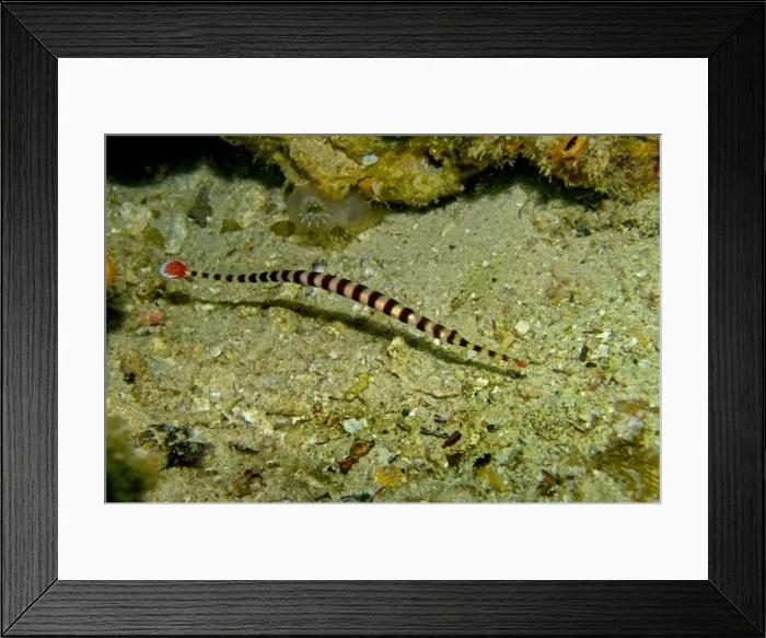 Framed Print : Banded Pipefish - Indonesia - Indo Pacific Framed Print : Banded Pipefish - Indonesia - Indo Pacific
