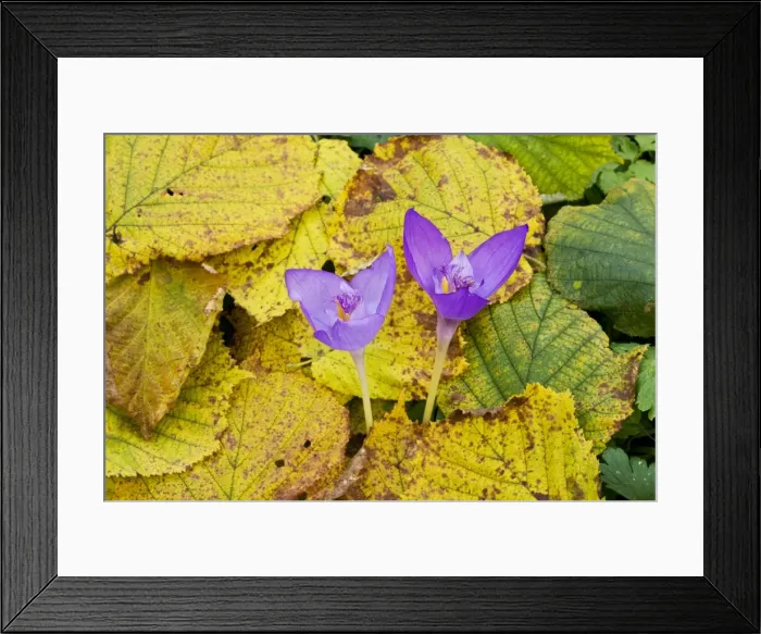 Framed Print : An autumn-flowering east european crocus, Crocus banaticus = Crocus iridiflorus, flowering among hazel leaves, Romania Framed Print : An autumn-flowering east european crocus, Crocus banaticus = Crocus iridiflorus, flowering among hazel leaves, Romania