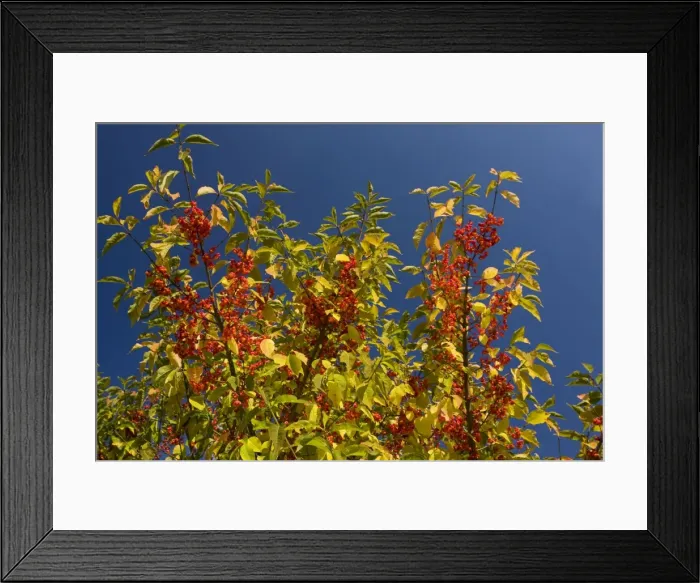 Framed Print : Spindle Euonymus europaeus in fruit, autumn, saxon villages area, Transylvania, Romania Framed Print : Spindle Euonymus europaeus in fruit, autumn, saxon villages area, Transylvania, Romania