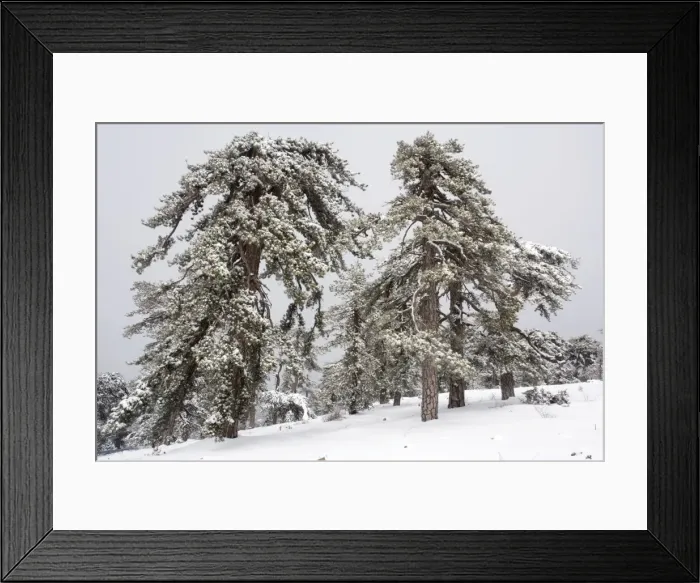 Framed Print : Black Pine (Pinus nigra ssp. pallasiana) forest in the high Troodos Mountains, south Cyprus, in late winter snow Framed Print : Black Pine (Pinus nigra ssp. pallasiana) forest in the high Troodos Mountains, south Cyprus, in late winter snow