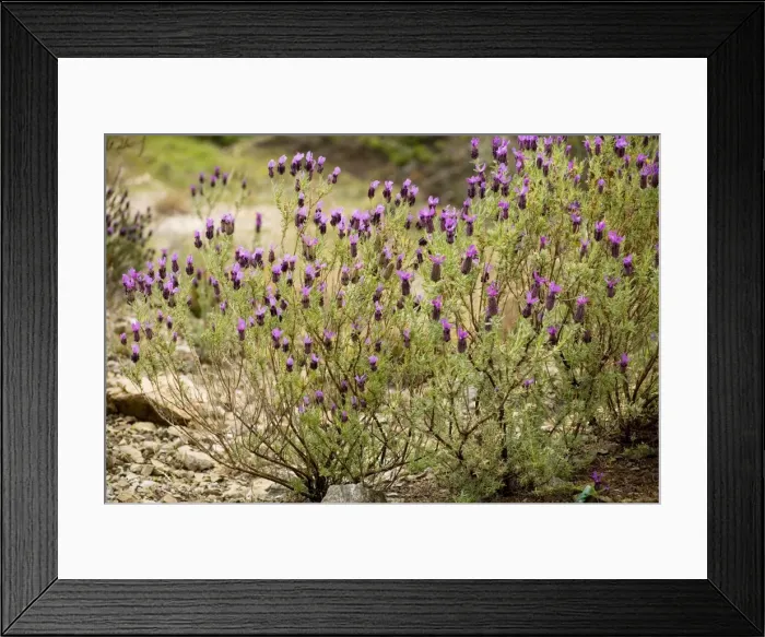 Framed Print : French Lavender (Lavandula stoechas), Cyprus Framed Print : French Lavender (Lavandula stoechas), Cyprus