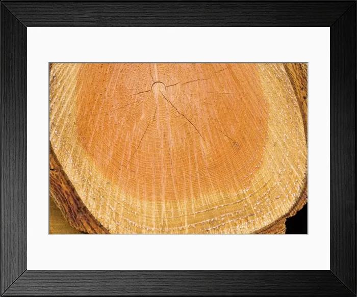 Framed Print : Douglas Tree - Growth ring The Netherlands, Overijssel, forestry Staphorst Framed Print : Douglas Tree - Growth ring The Netherlands, Overijssel, forestry Staphorst