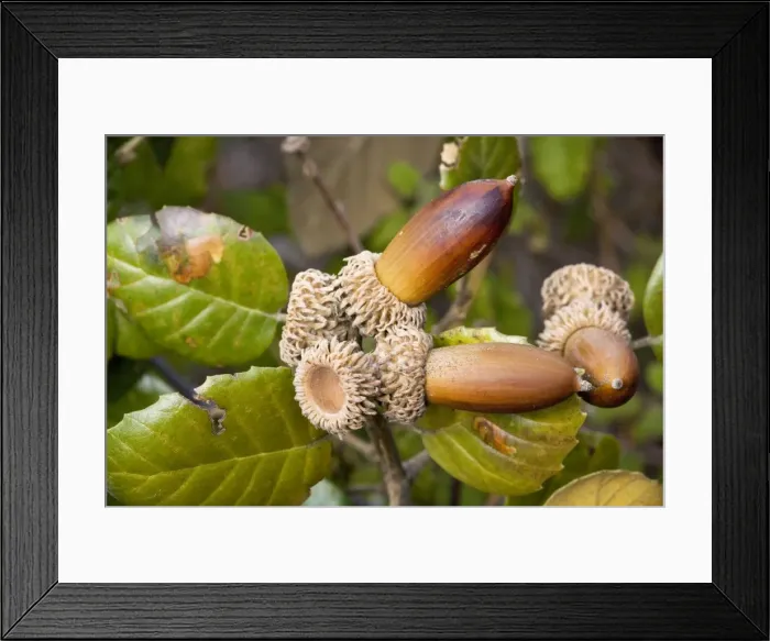 Framed Print : Golden Oak (Quercus alnifolia) foliage and acorns. Cypriot endemic, in the Troodos Mountains, South Cyprus
